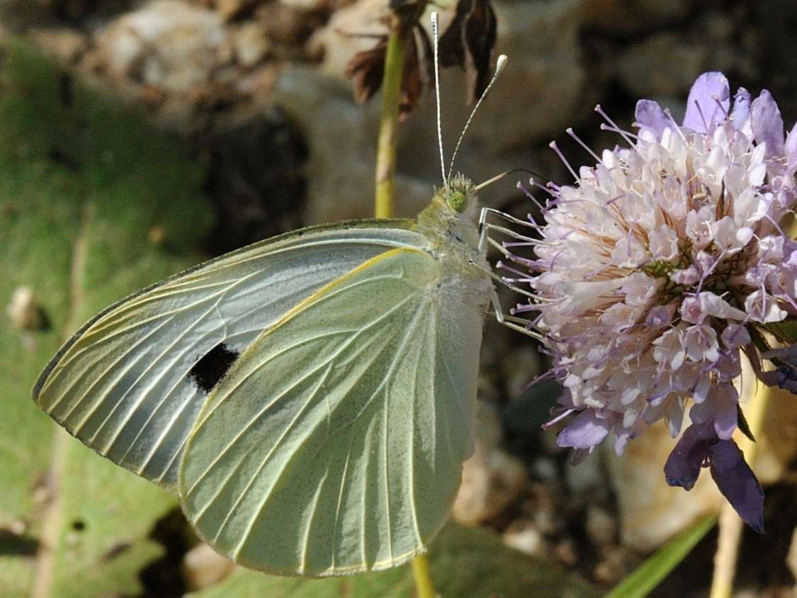 Pieridae - Pieris brassicae ?